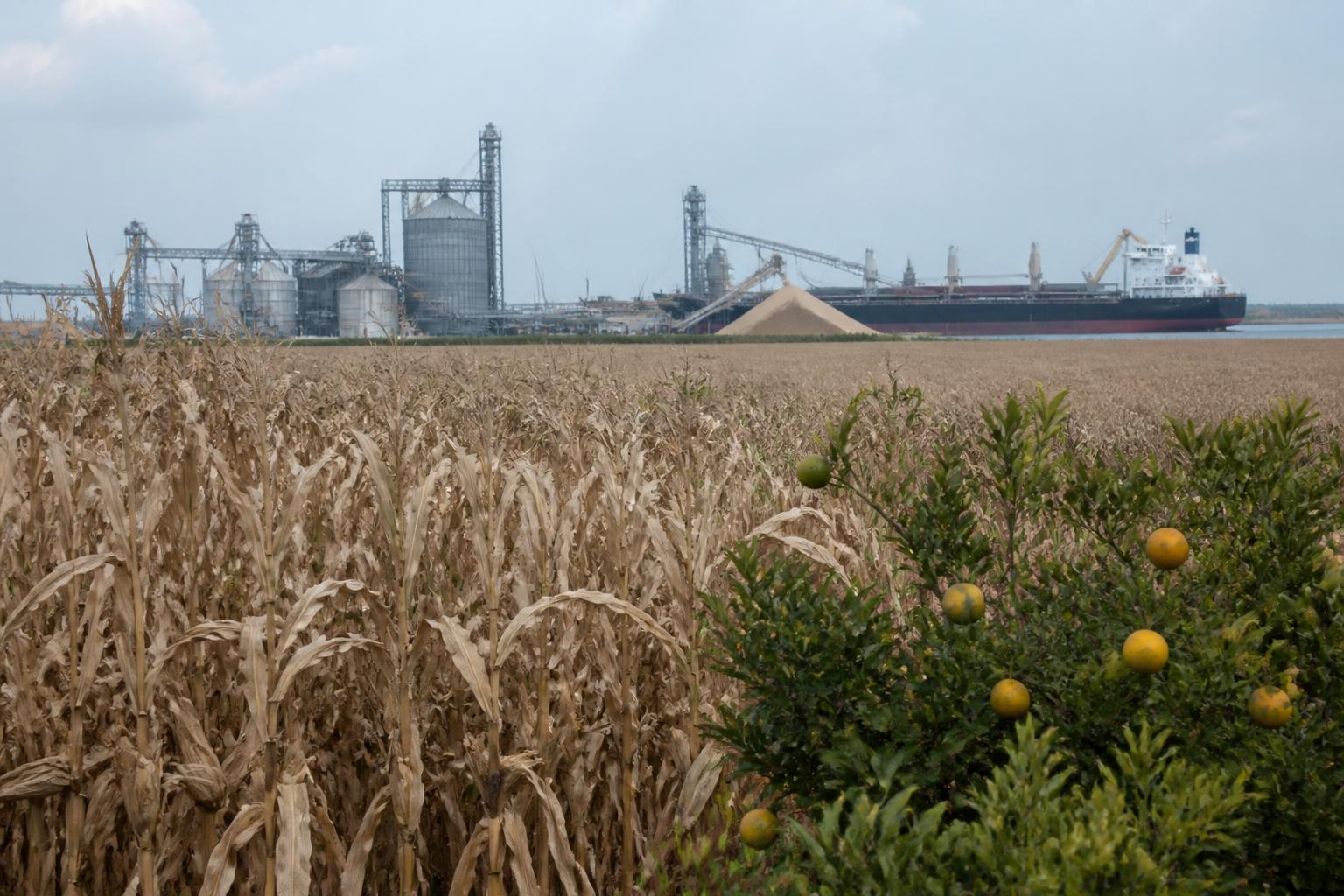 Louisiana Grain Markets Soften as Export Bids Stabilize at Gulf Ports