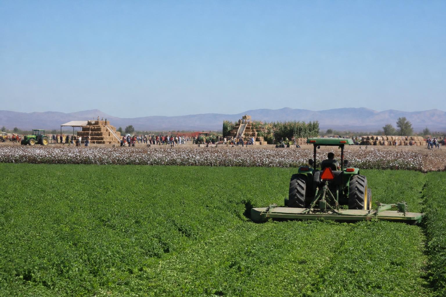 Arizona Grain and Forage Markets: Navigating Operational Shifts This Fall