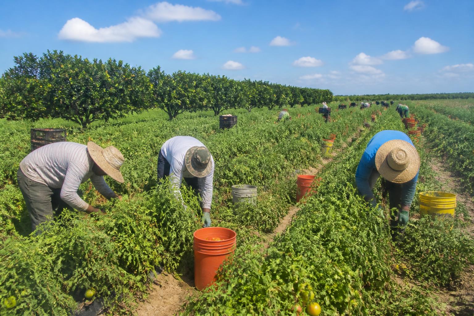 Florida Summer Ag Market: Input Pressures and Logistics Reshape Feed and Grain Channels