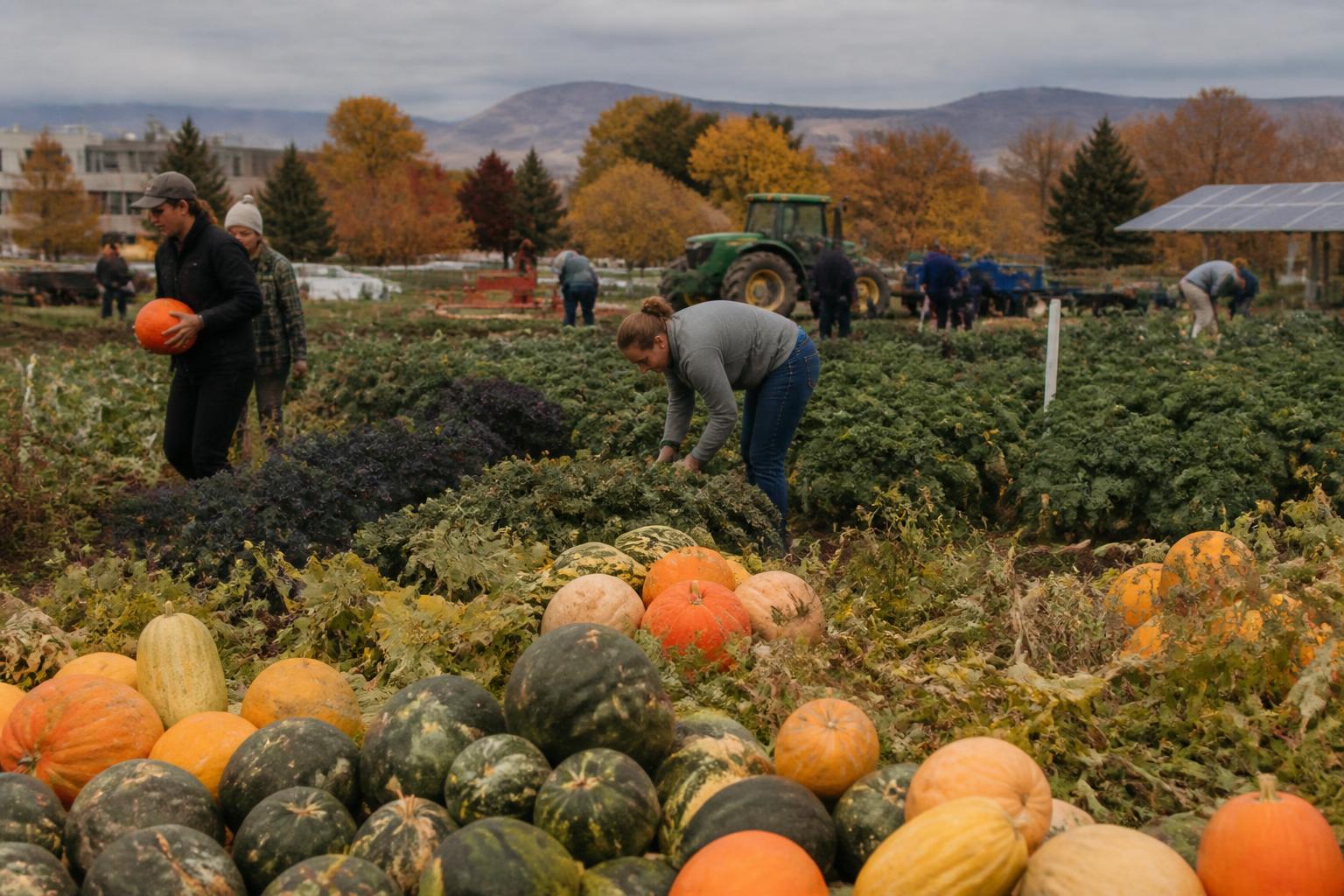 Managing Fertilizer Price Volatility in Idaho: Strategic Approaches for Fall Procurement