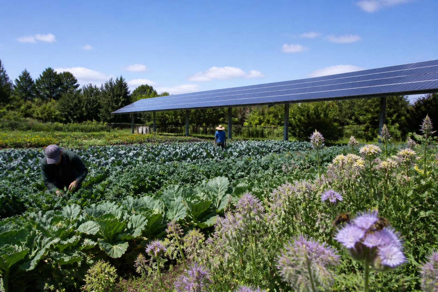 Oregon Ag Protection: Balancing IPM, Pollinator Safety, and Biosecurity This Summer