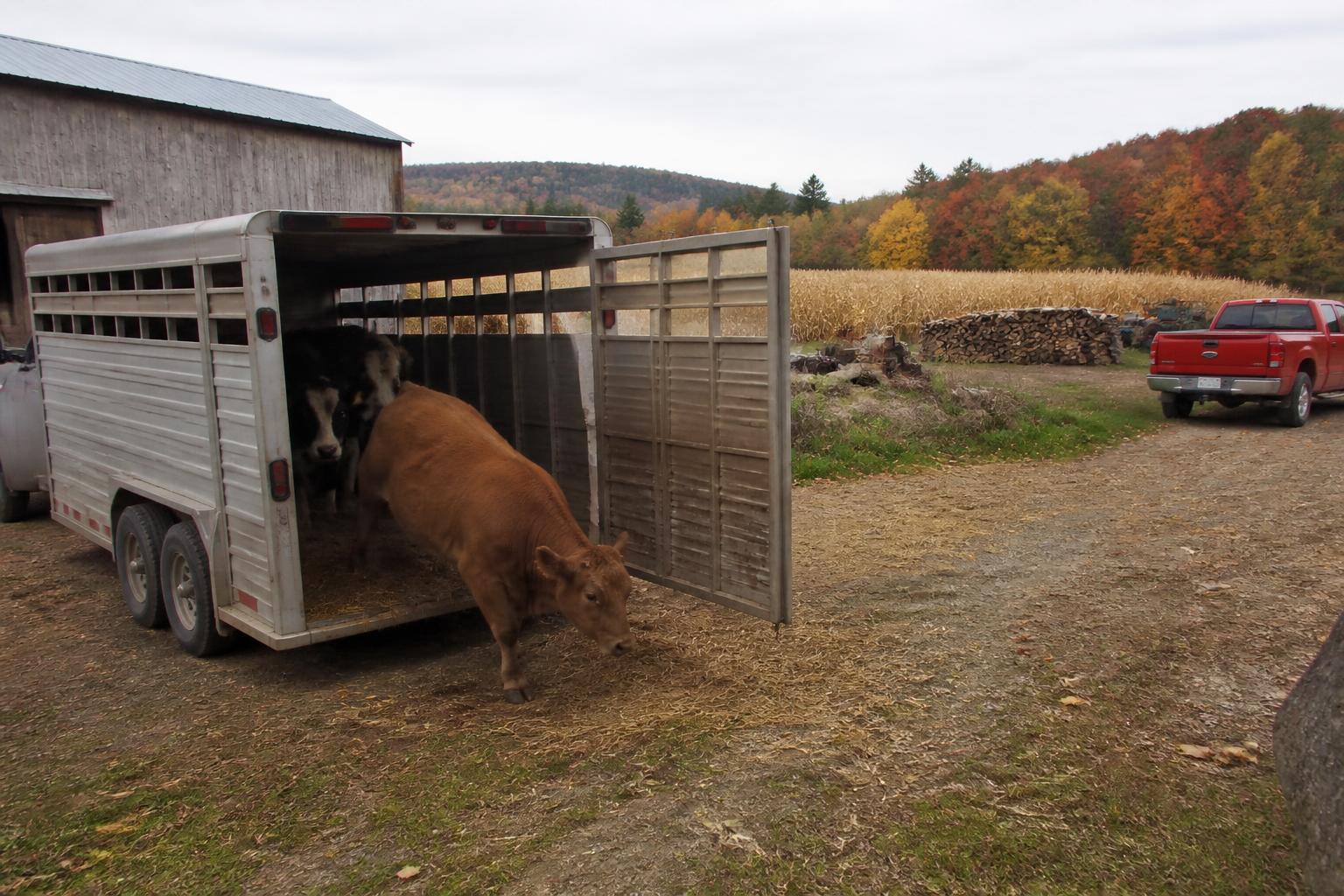 Vermont Livestock Logistics: New Compliance Guidelines and Market Outlook