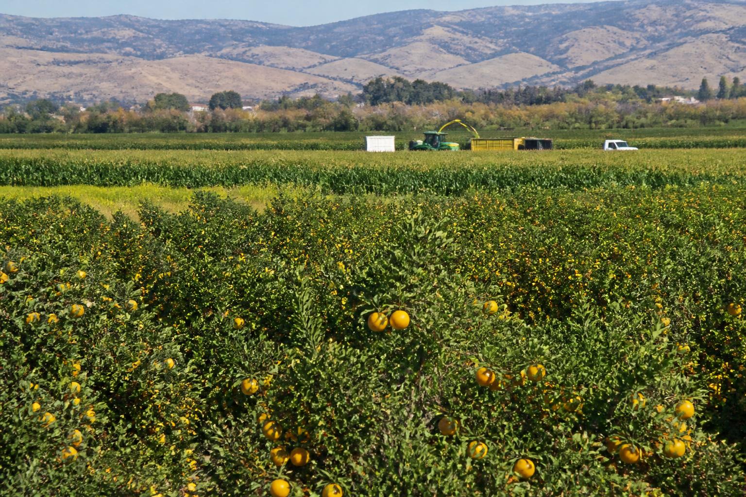 California Ag Logistics: Balancing Supply Chain Efficiency in the Fall Harvest