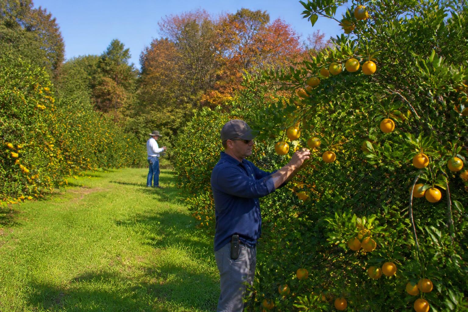 Florida Ag Market Update: Navigating Global Pressures and Seasonal Logistics