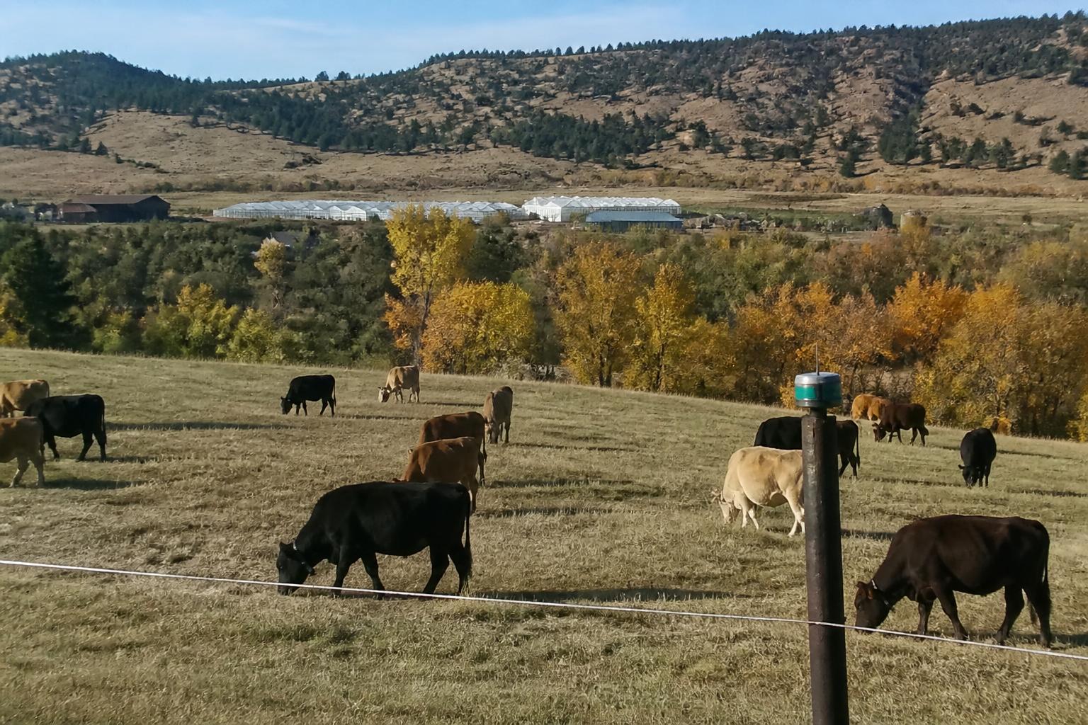 Wyoming Agricultural Innovation: From Virtual Fencing to Indoor Cultivation
