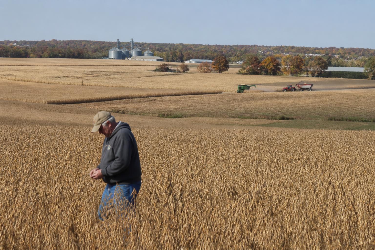 Illinois Harvest Update: Managing Moisture and Infrastructure Bottlenecks