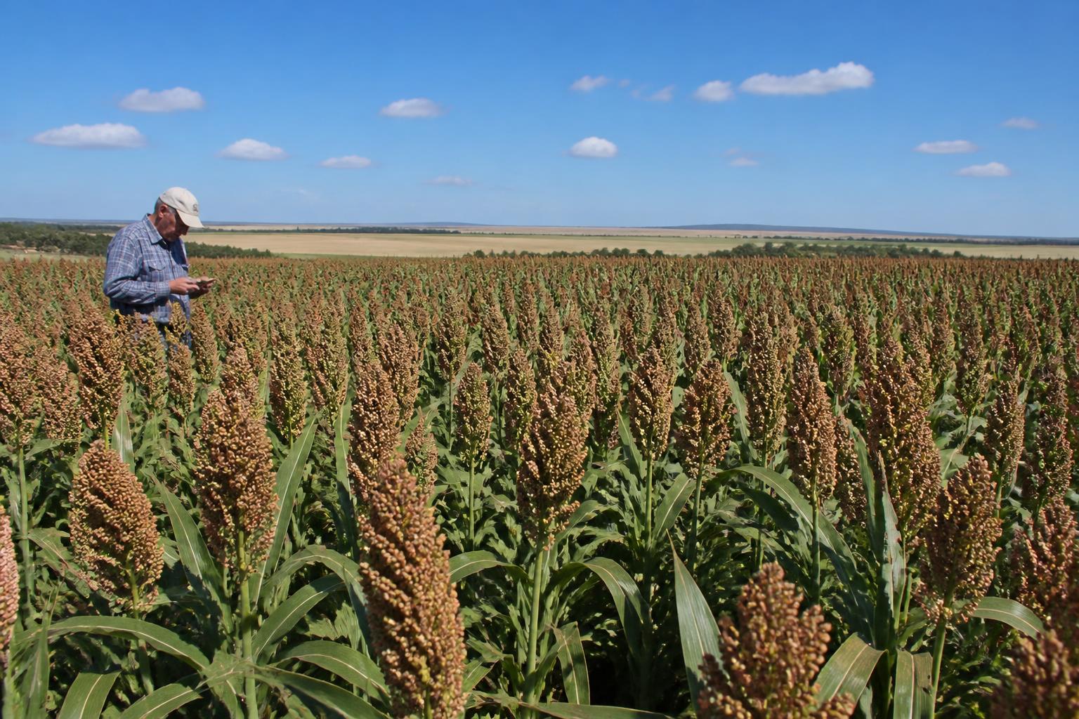 Oklahoma Grain Outlook: Wheat Harvest Progresses Amid Weather Splits and Sorghum Gains