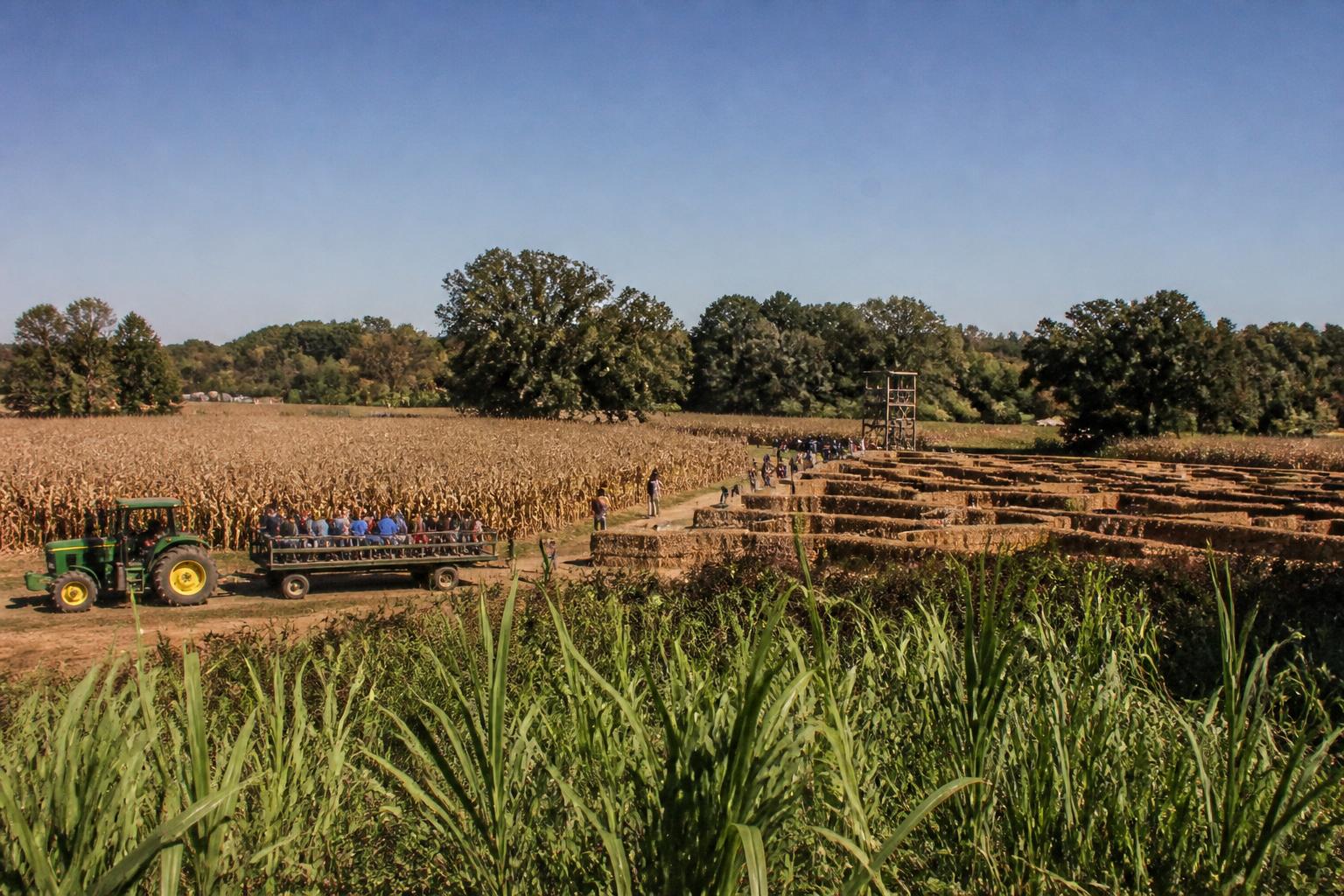 Louisiana Crop Outlook: Weather Impacts and Market Volatility as Harvest Continues