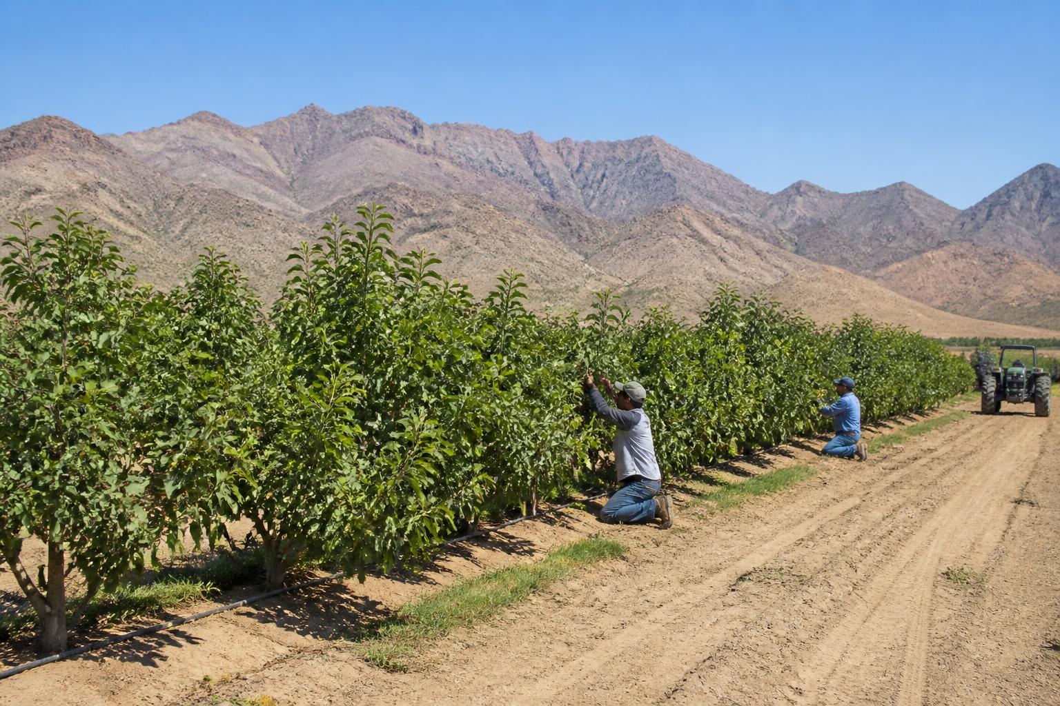 Optimizing Desert Soil Nutrients: Arizona Fertilizer Dynamics in the Summer Heat