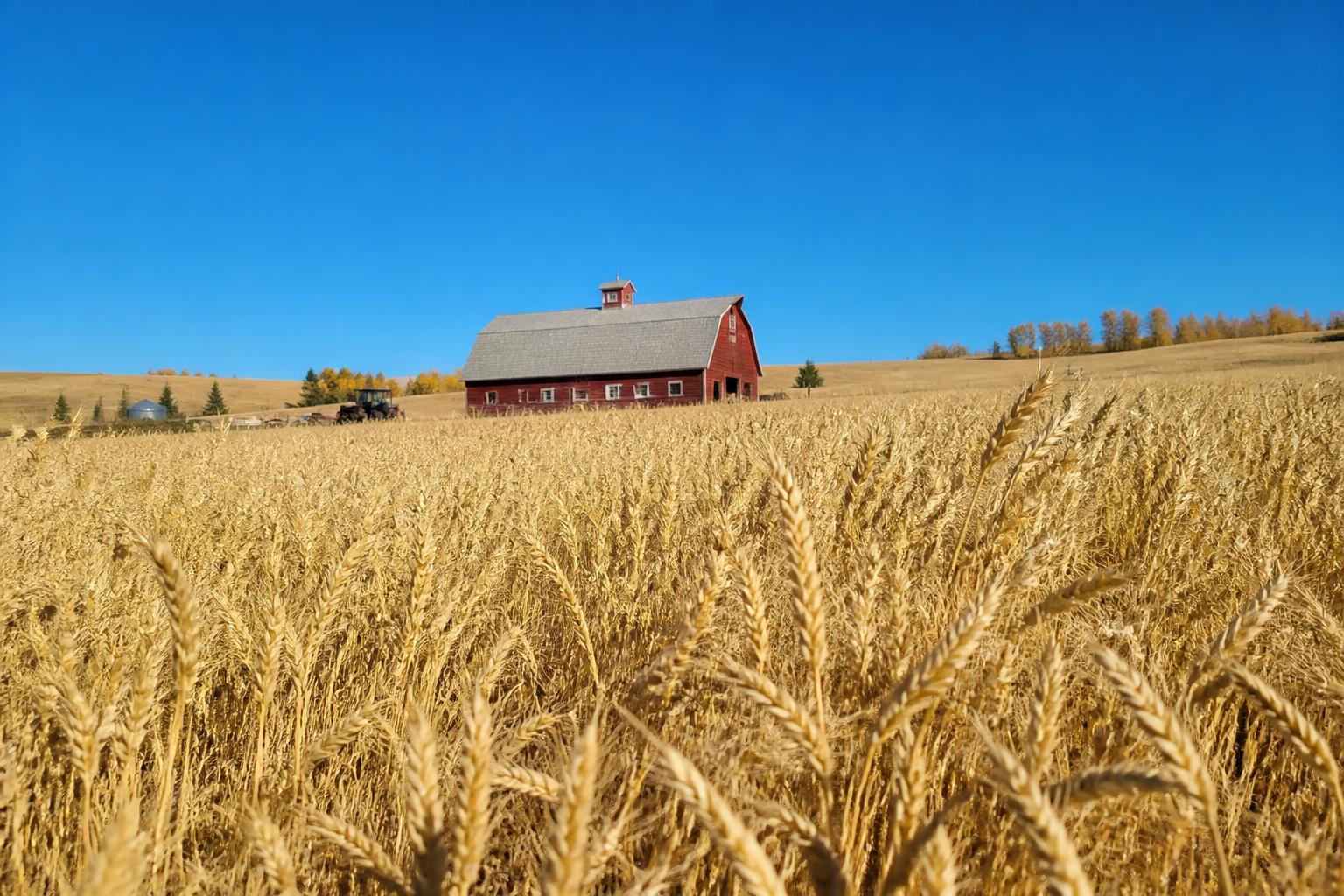 Montana Grain Markets: Navigating High Costs and Tight Margins this Fall