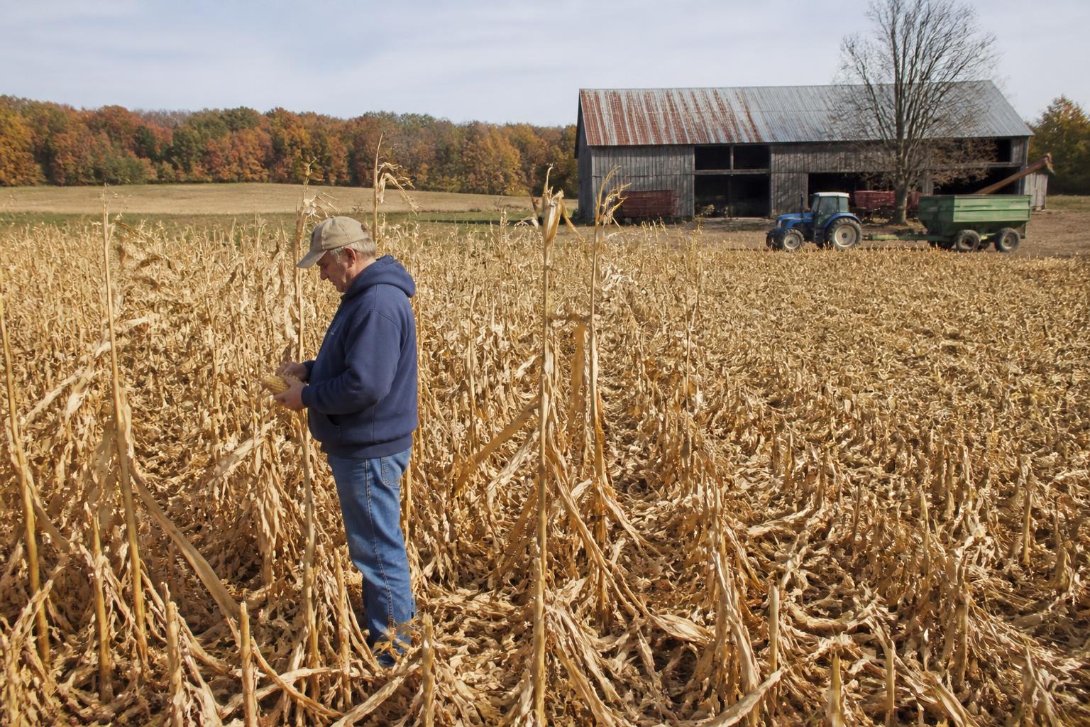 Virginia Crop Resilience: Navigating Harvest and Infrastructure Shifts