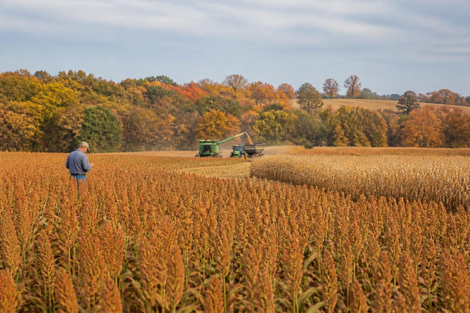 Delaware Grain Market Update: Navigating Volatility and Moisture Concerns - AgroPost