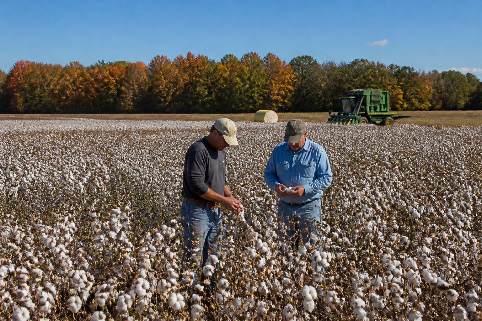 Arizona Grain Producers Face Evolving Seasonal Constraints - AgroPost
