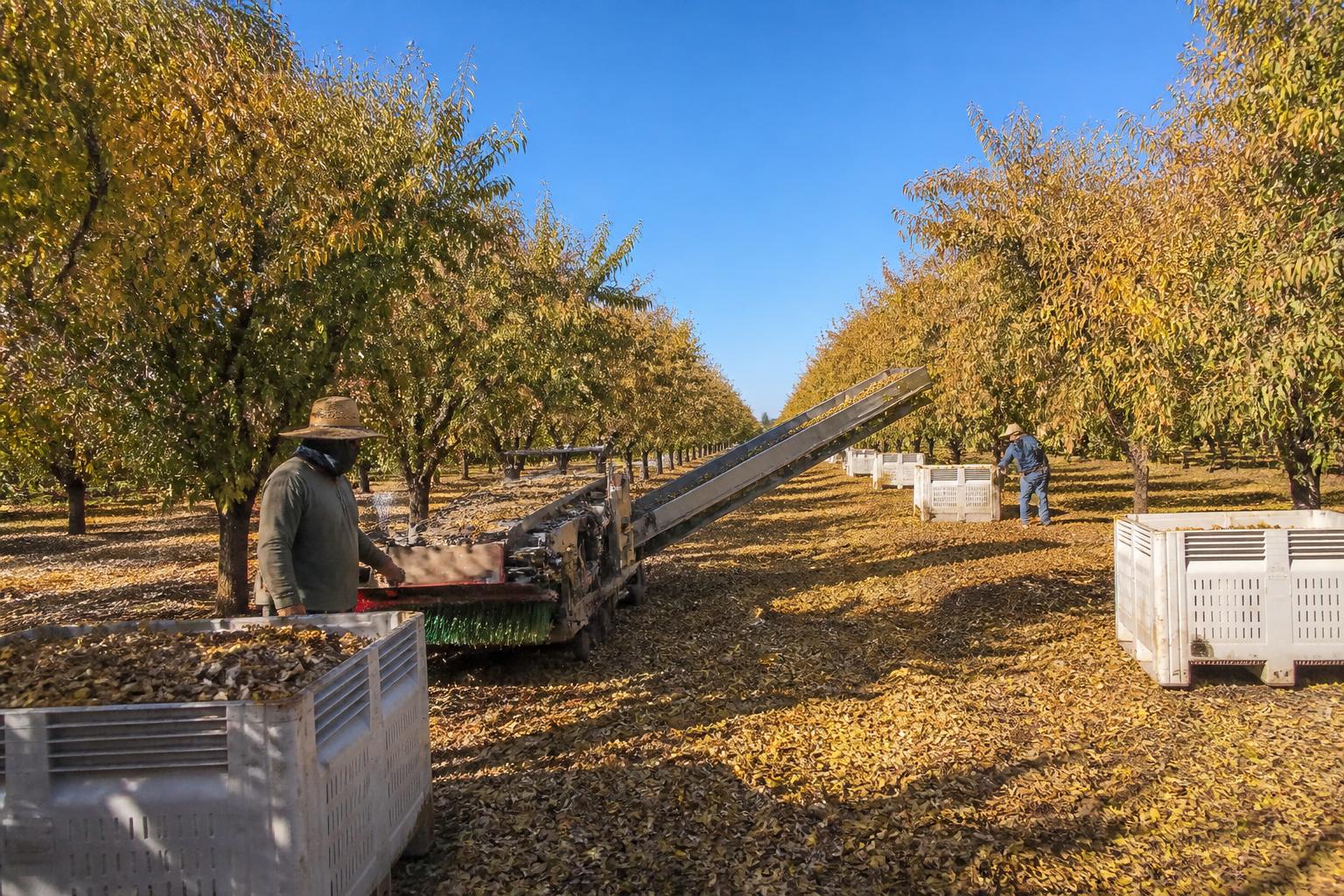 Optimizing California Ag Logistics During Peak Fall Harvest - AgroPost