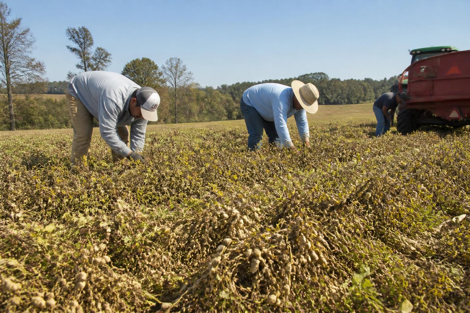 South Carolina Fall Logistics: Navigating Seasonal Traffic and Harvest Flow - AgroPost