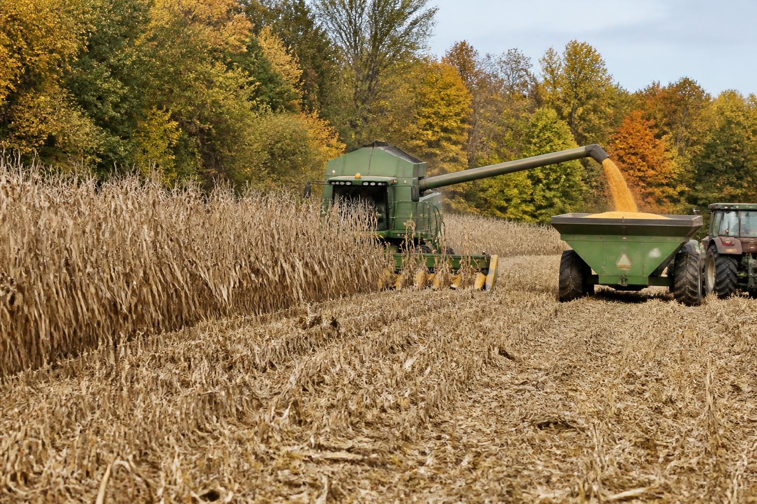 Arkansas Harvest Update: Assessing Yields and Infrastructure Constraints - AgroPost