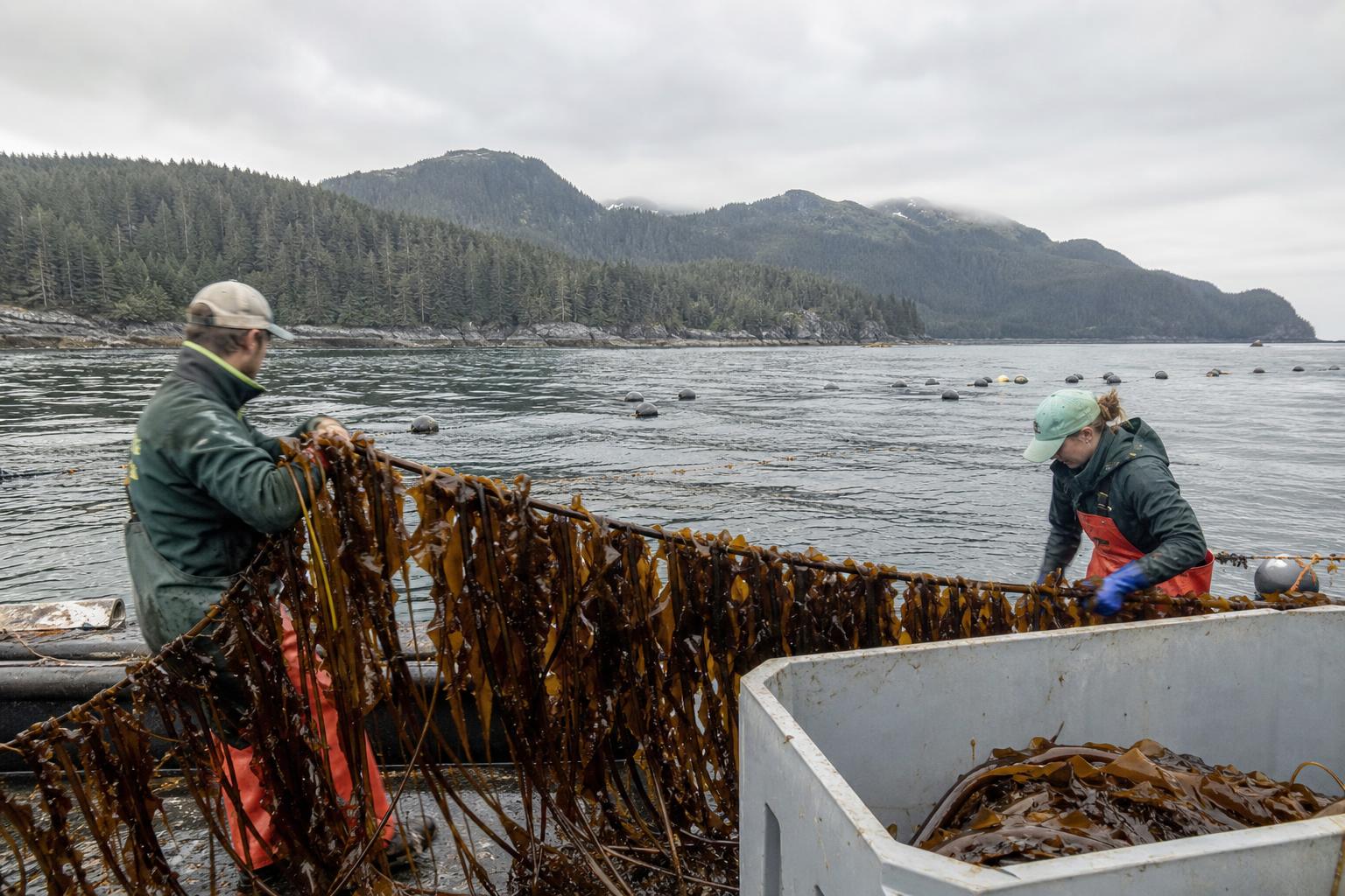 Kelp Farming in Alaska: A Rising Opportunity for Diversification - AgroPost