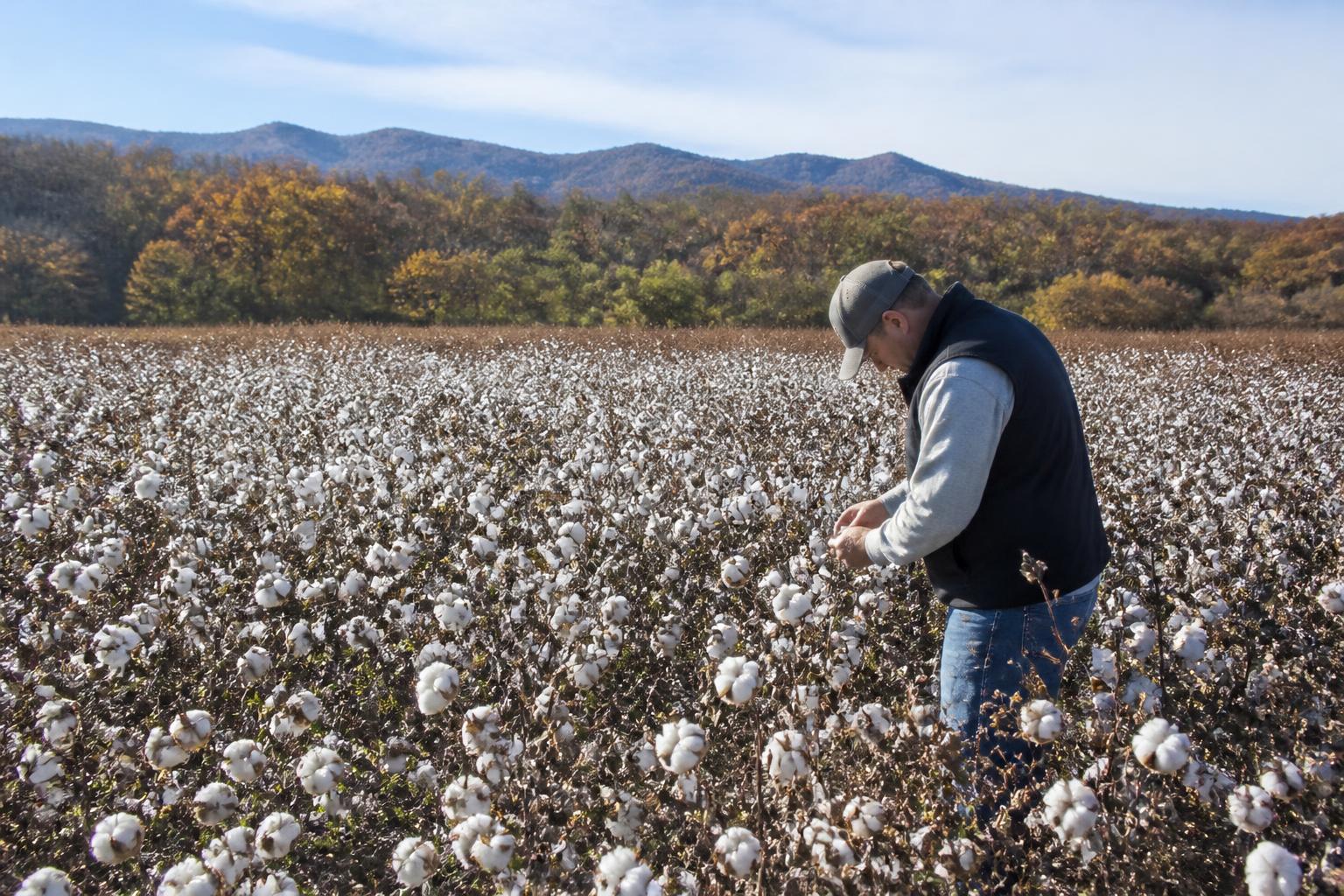 Fall Fertilizer Planning: Navigating Evolving Input Markets in Alabama - AgroPost