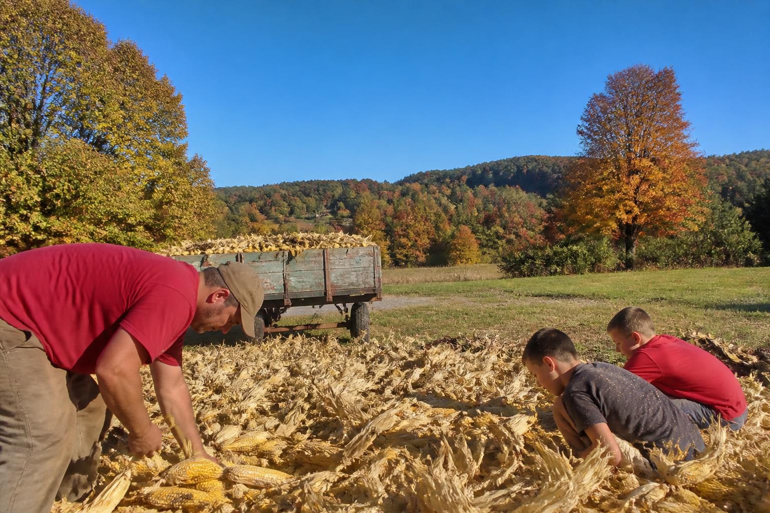 Virginia Harvest Logistics: Managing Storage and Seasonal Flow - AgroPost