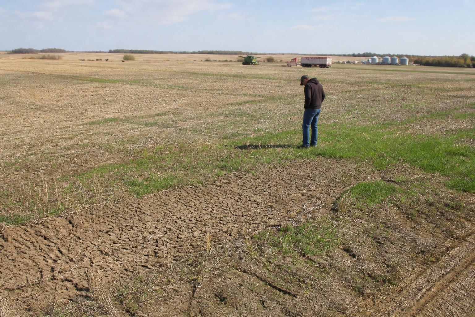 Kansas Harvest Update: Balancing Yield Expectations and Logistical Realities