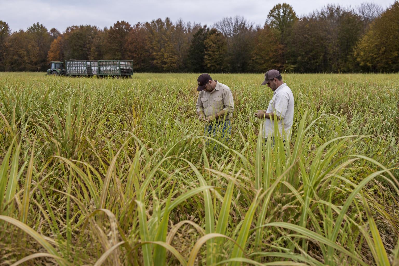 Sugarcane Producers Face New Pest Pressure Amidst Fall Harvest - AgroPost