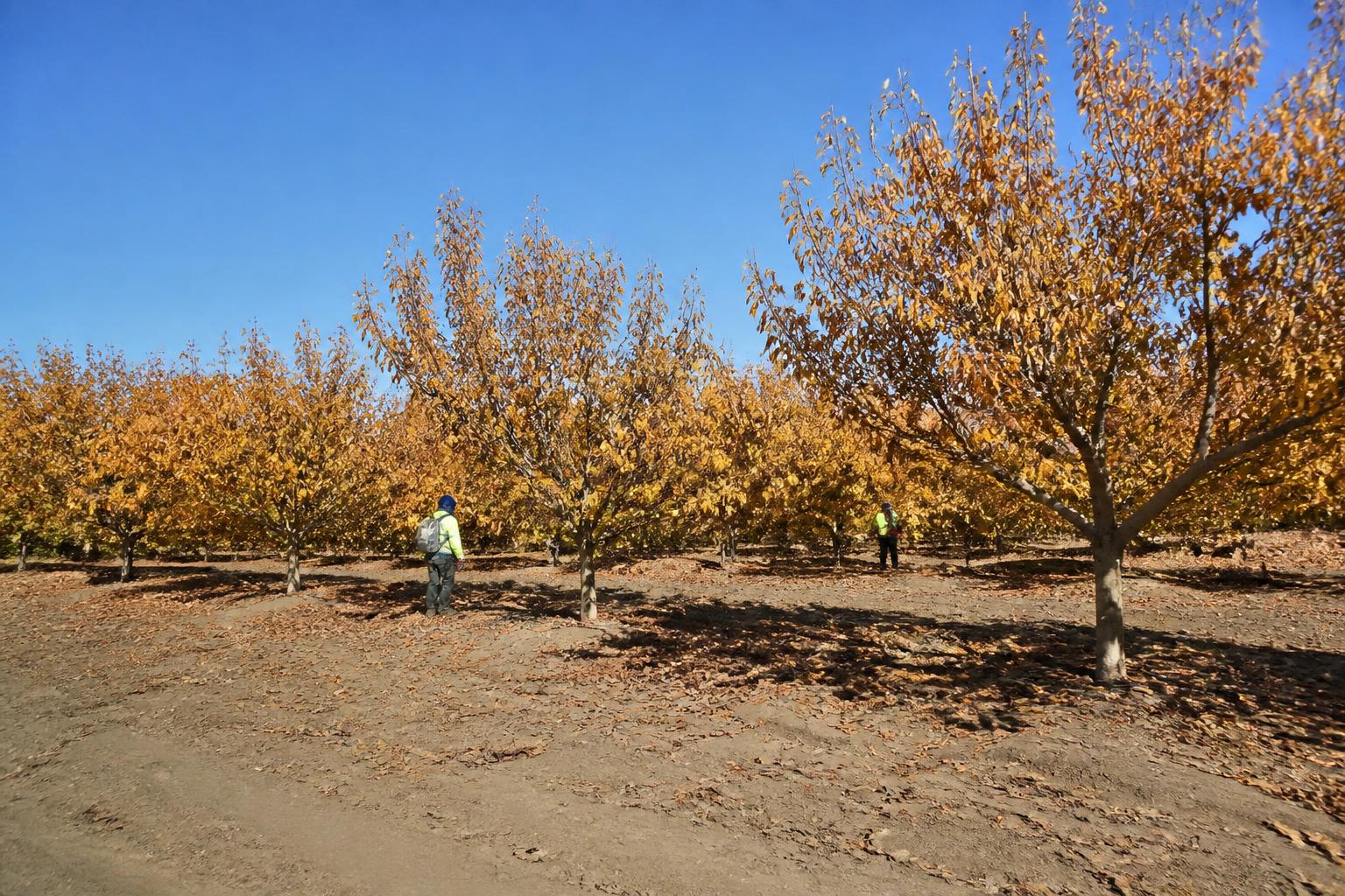 California Fertilizer Outlook: Managing Input Costs Amid Shifting Market Conditions - AgroPost