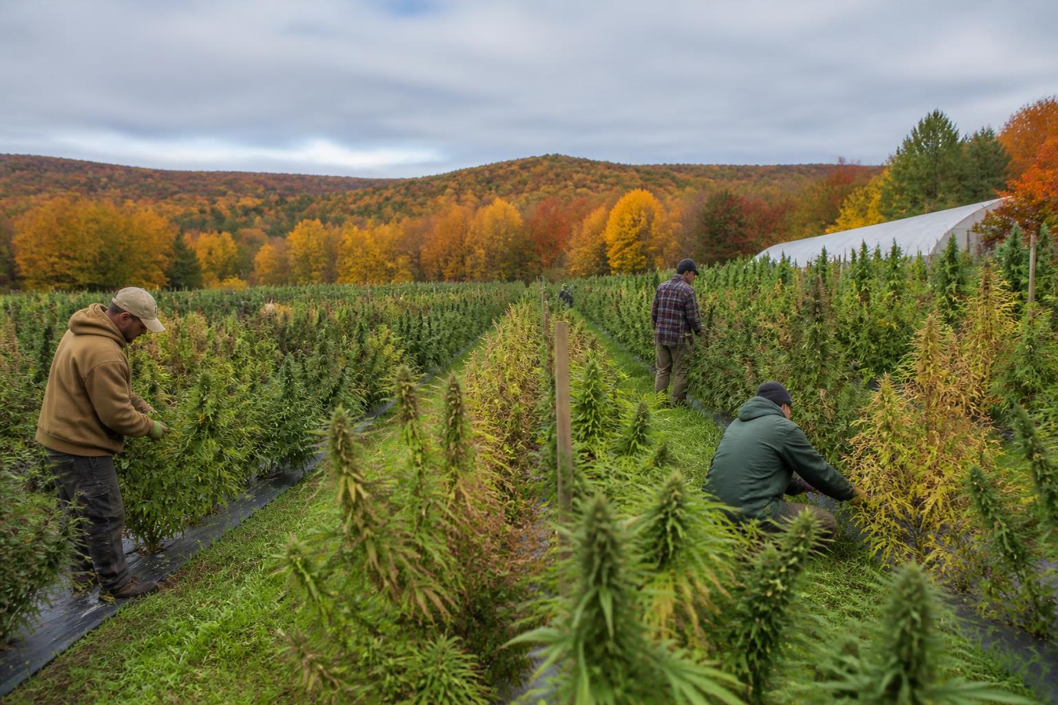 New York Harvest Outlook: Navigating Operational Pressures and Seasonal Shifts - AgroPost
