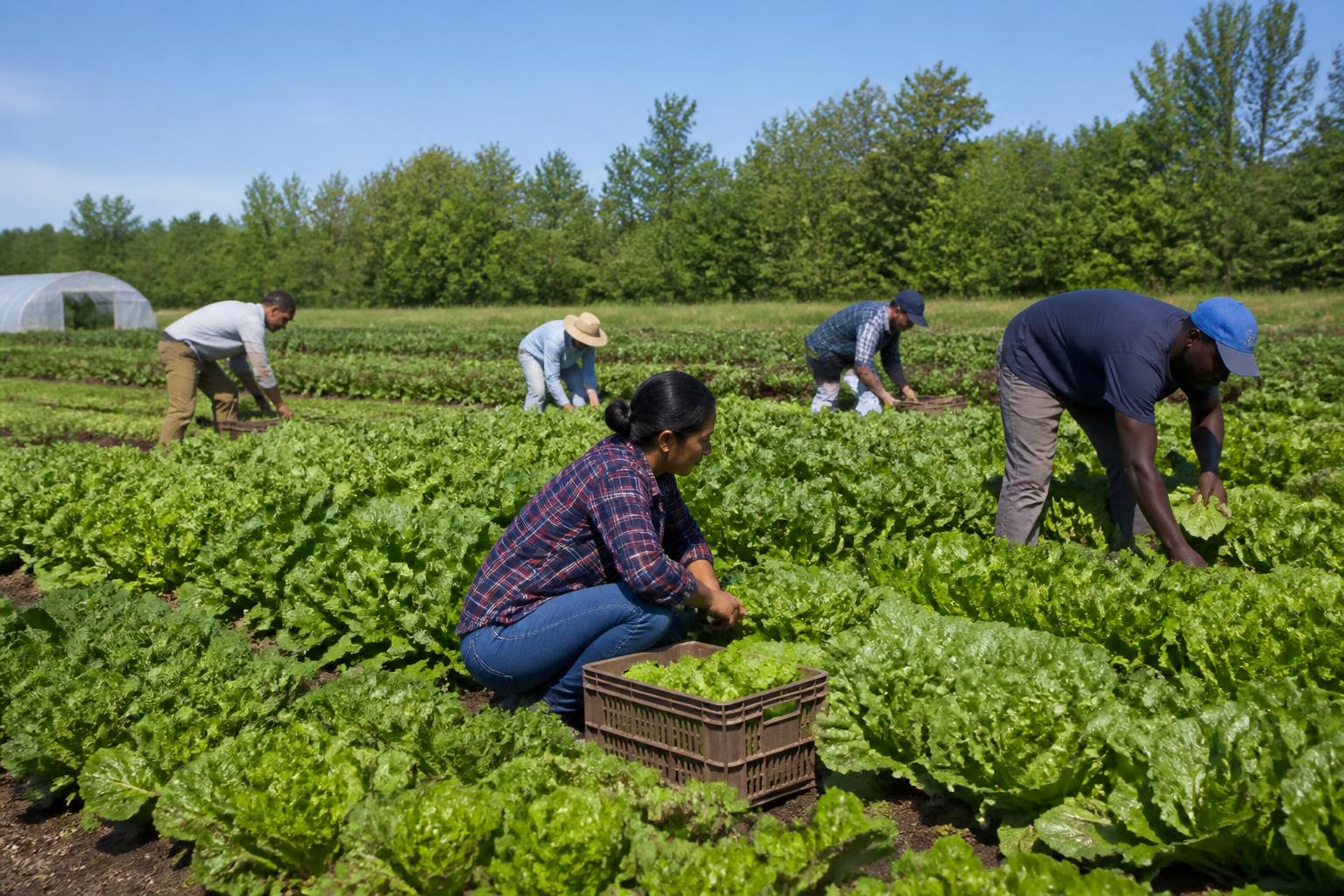 New Hampshire Crop Protection: Balancing Weed Control with Soil Health This Summer