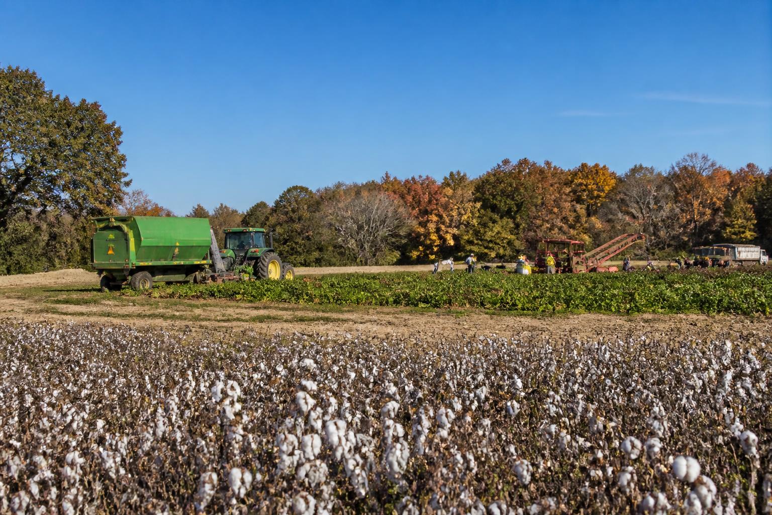 October Planting and Harvest Shifts: Managing Georgia’s Late-Season Field Work