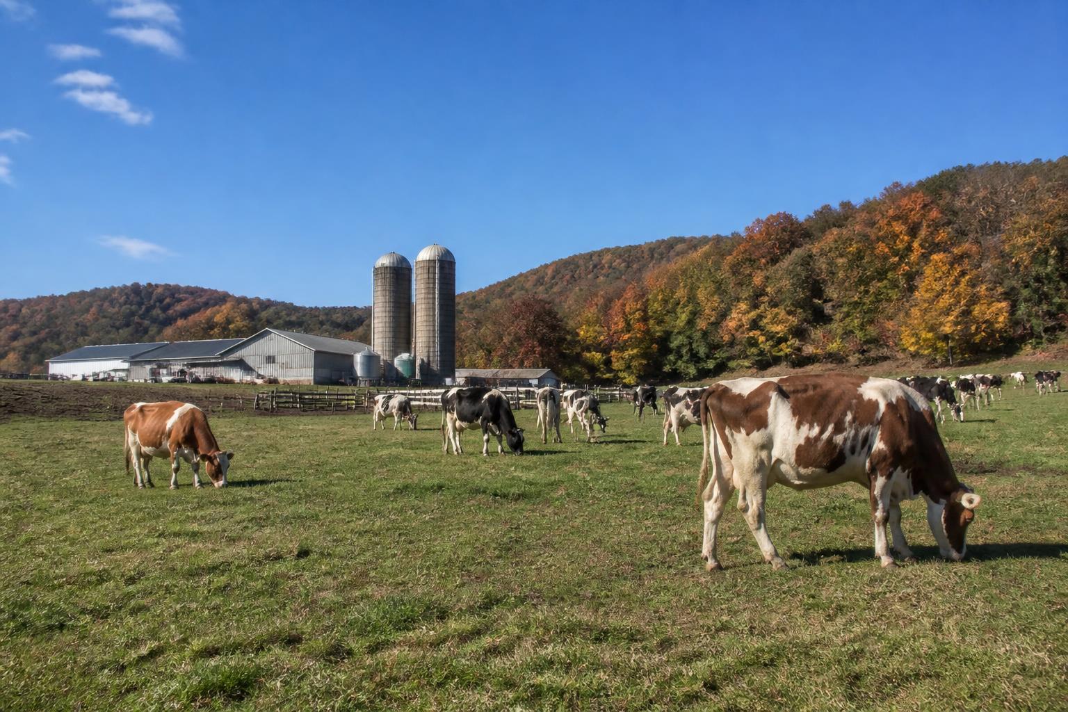 Vermont Dairy Producers Assessing Nutrient and Margin Strategies for Fall