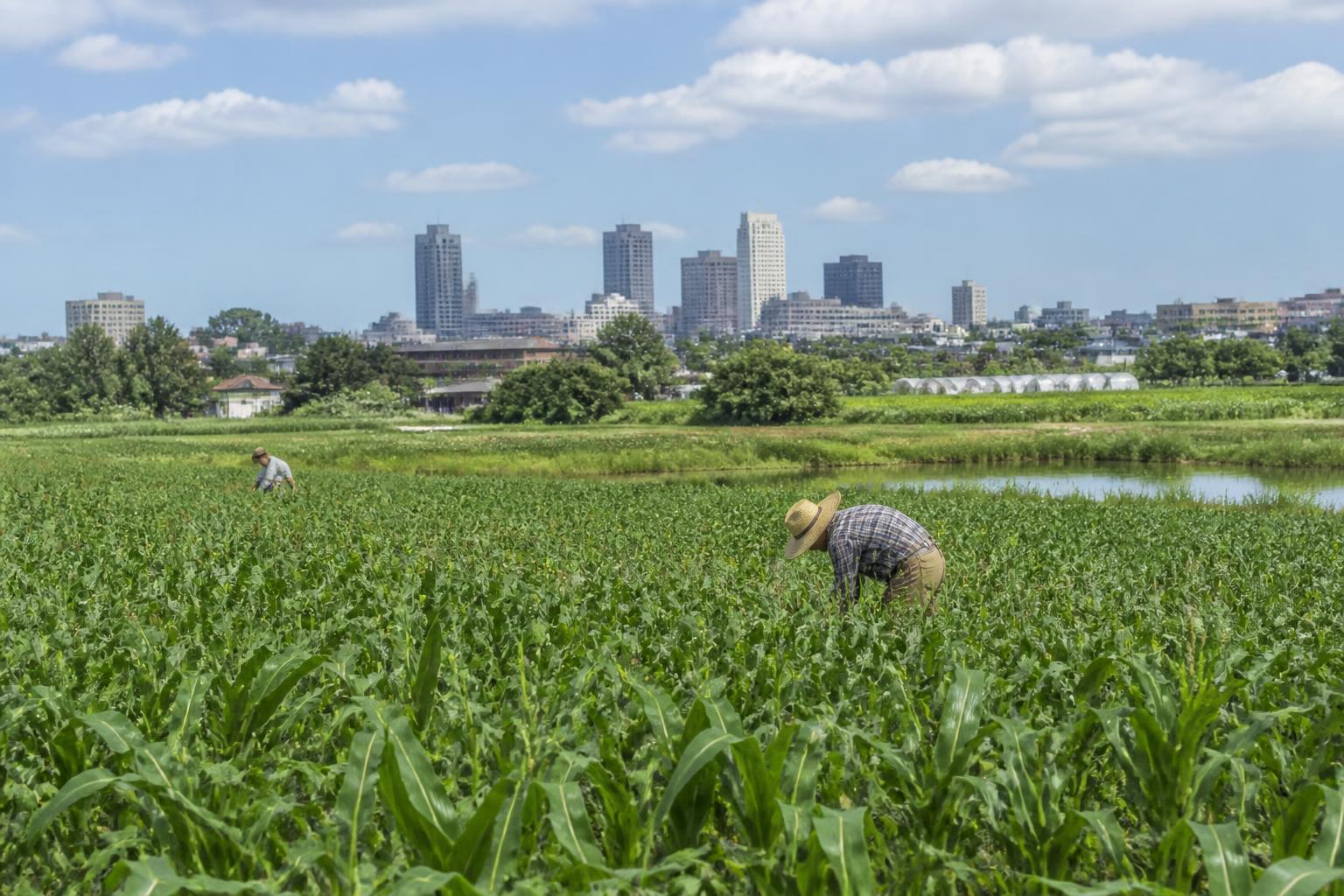 Ohio Nutrient Stewardship: Navigating Certification Rules and Wetland Protection Programs