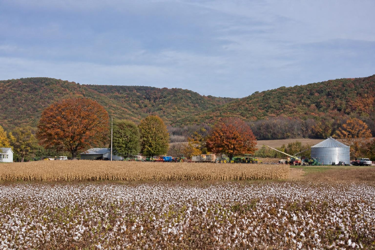 Arkansas Harvest Logistics and Market Outlook: Navigating Fall Challenges - AgroPost