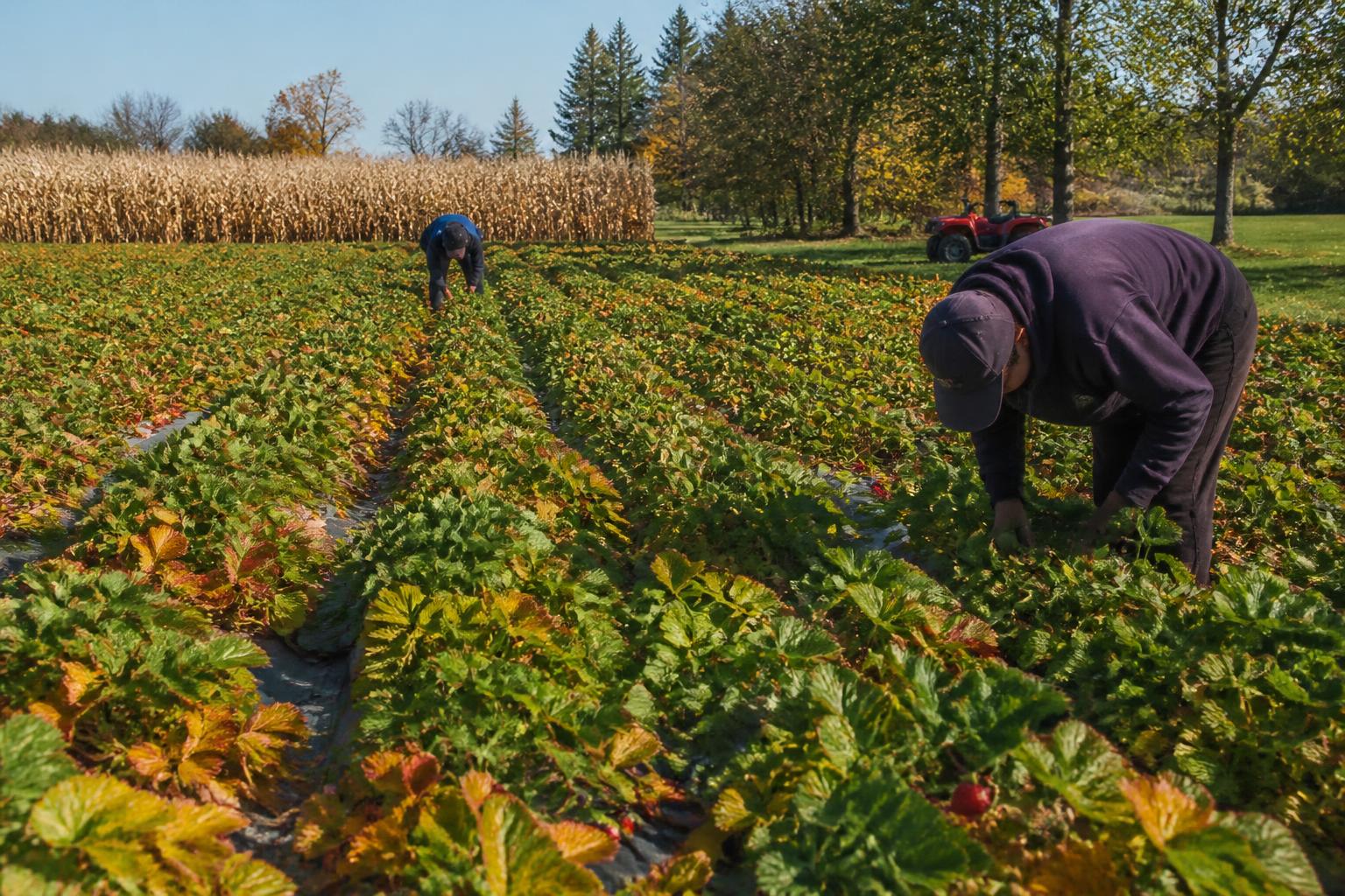 California Fertilizer Outlook: Assessing Input Supply and Market Pressures this Fall - AgroPost
