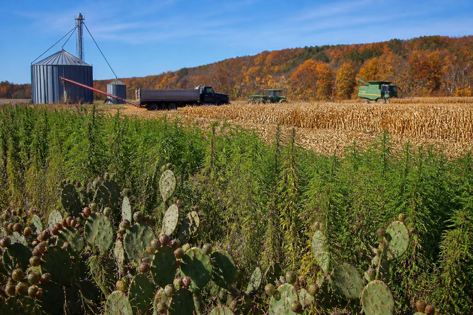 Navigating Crop Protection and Resource Management in Nevada's Fall Fields - AgroPost
