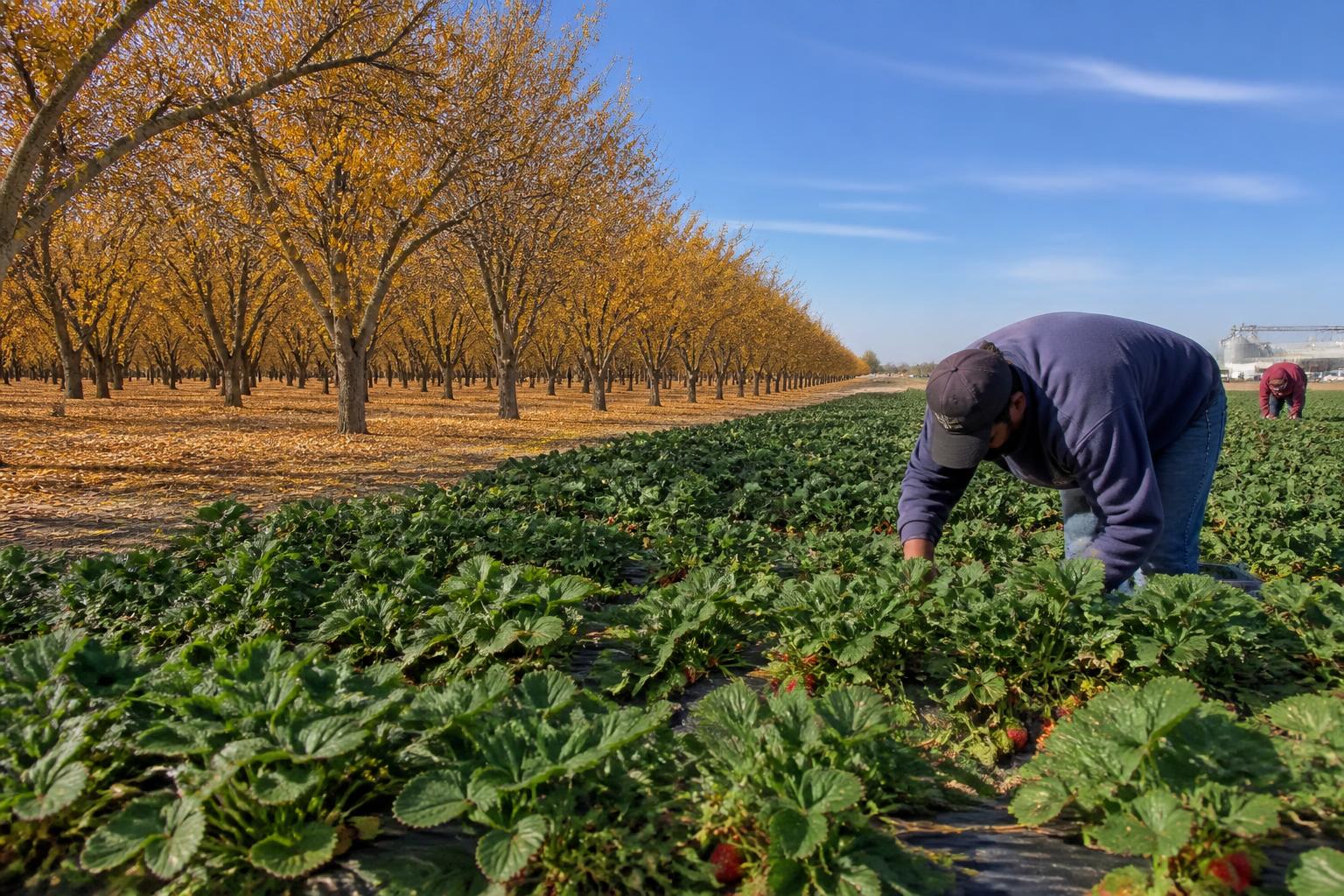California Agricultural Logistics: Navigating Harvest Infrastructure and Export Pressures - AgroPost