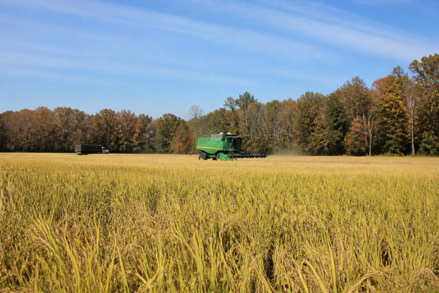 Louisiana Rice Harvest Progress and Input Outlook for Fall 2026 - AgroPost