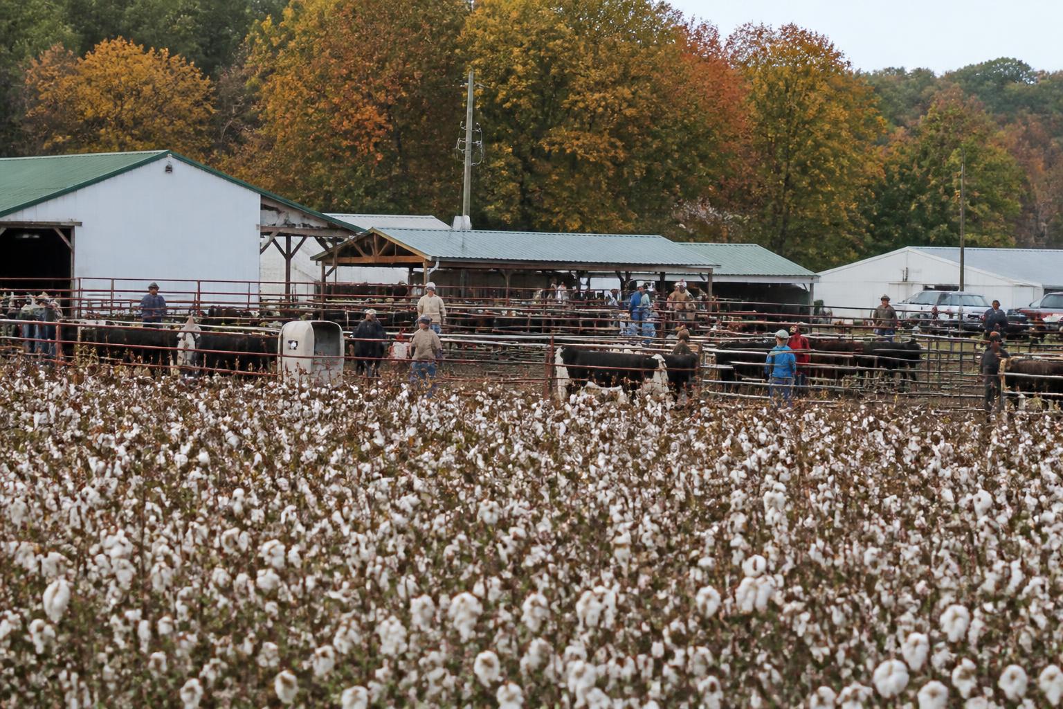 Virginia Producers Eye Future Growth Through Agrivoltaics and Varietal Innovation - AgroPost