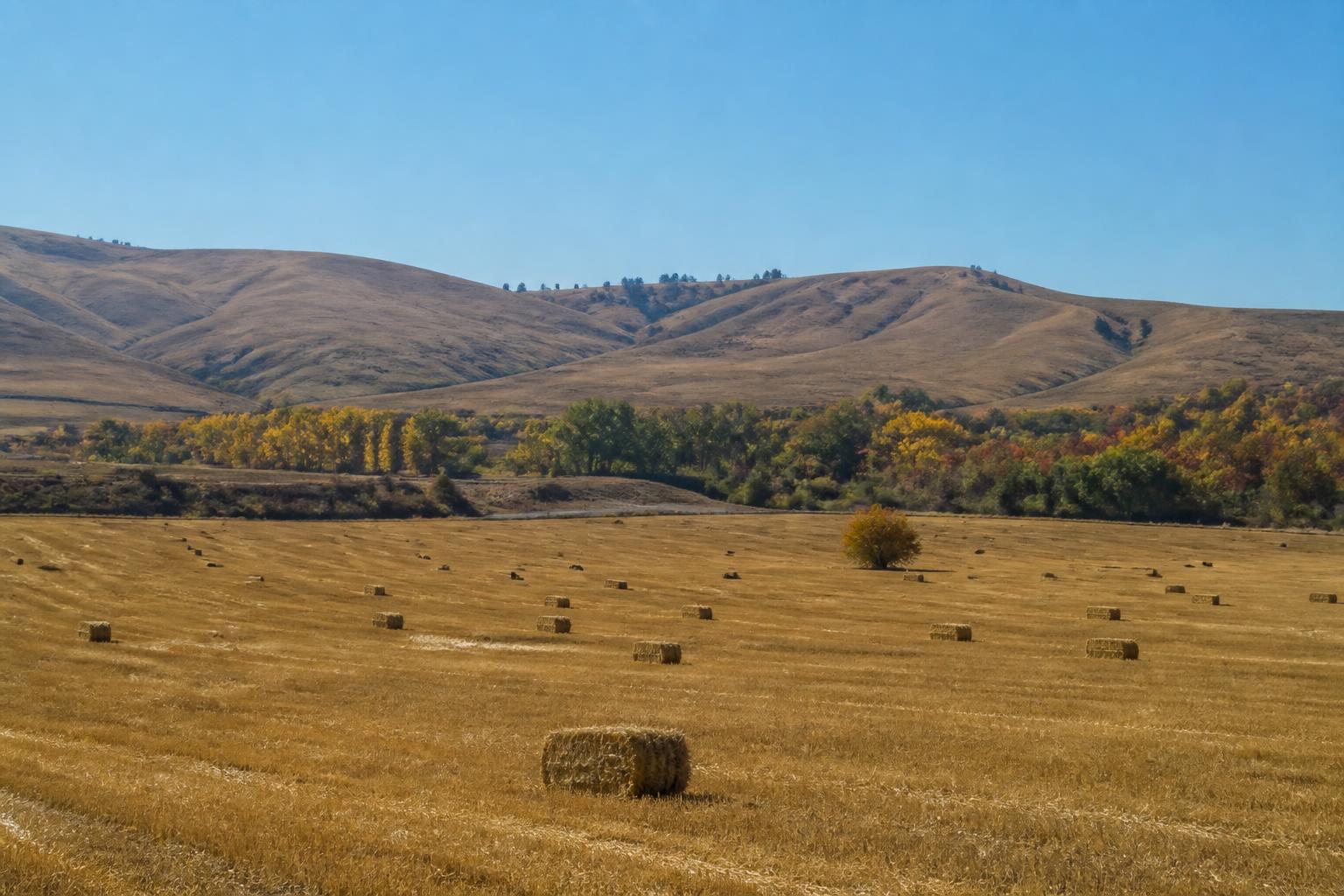 Idaho Wheat Market Update: Monitoring Price Trends and Regulatory Shifts - AgroPost
