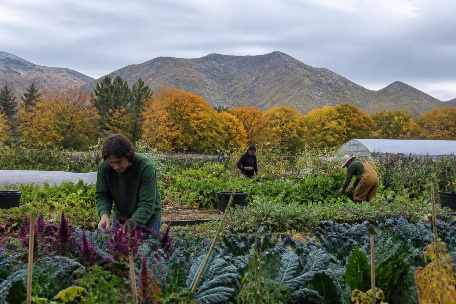 Utah Producers Navigate Storage and Logistics Challenges Amid Peak Fall Harvest - AgroPost