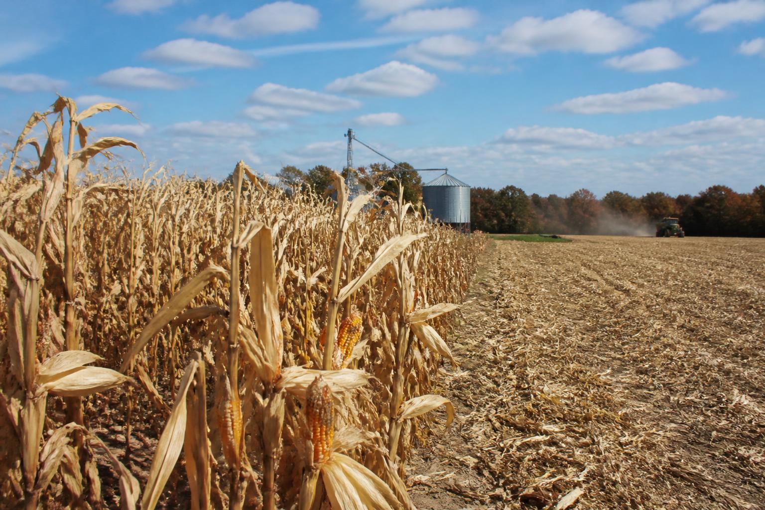 Connecticut Grain Market Update: Analyzing Early October Trends - AgroPost
