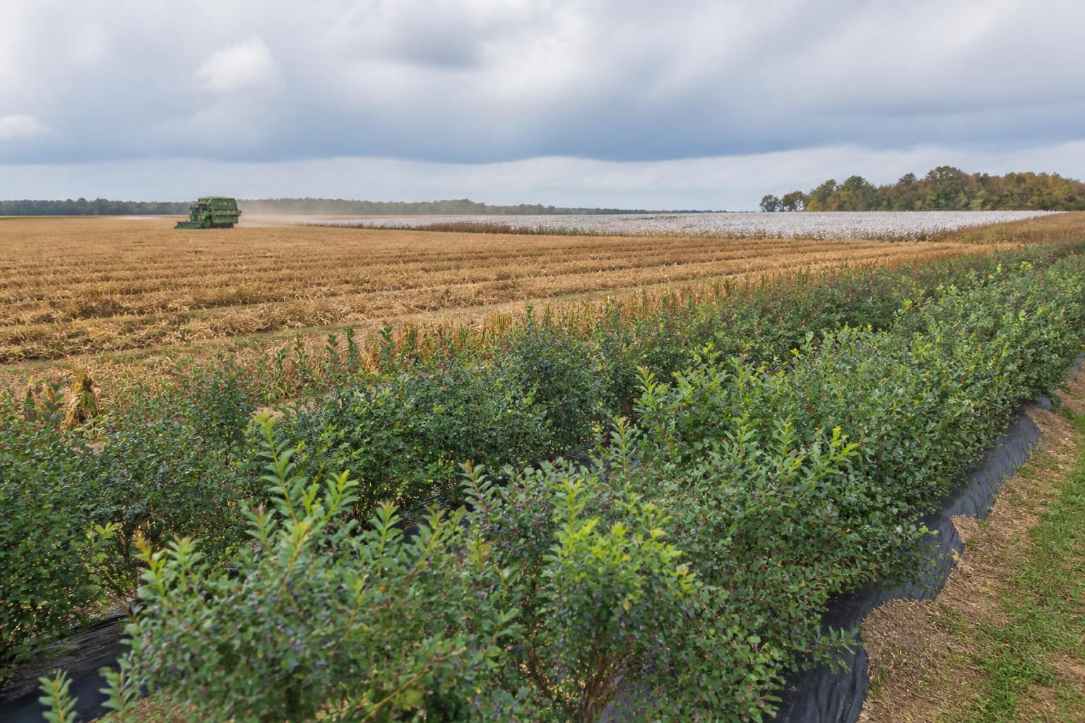 Navigating Georgia's Shifting Fall Logistics and Agribusiness Landscape - AgroPost