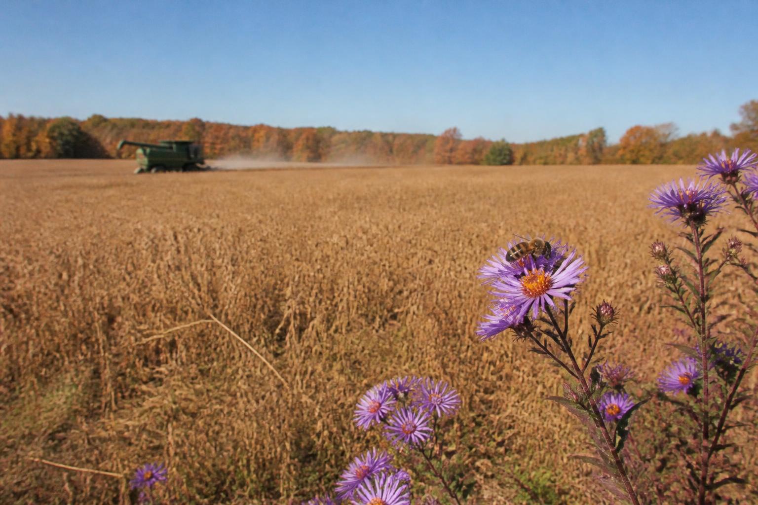 Mitigating Weather Risks and Supporting Pollinator Health in Colorado Agriculture