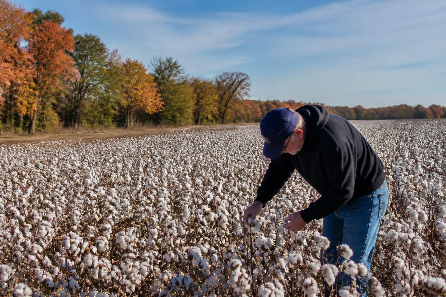 Texas Producers Face Evolving Production Hurdles as Fall Operations Intensify - AgroPost