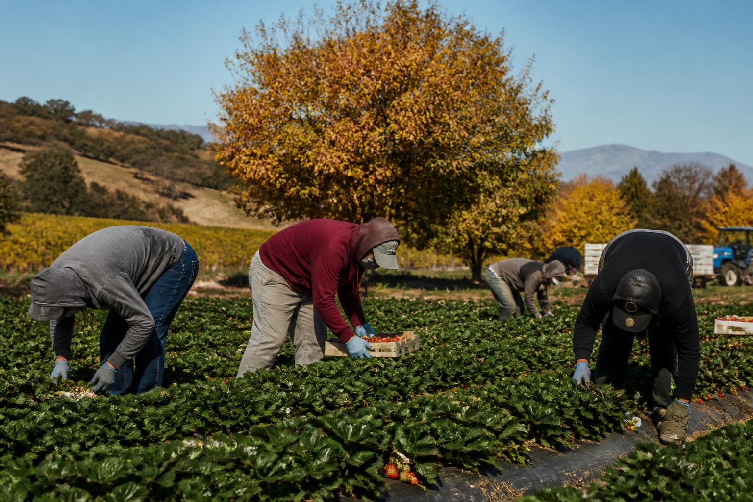 California Growers Adjust to Shifting Regulatory and Biological Protection Landscape - AgroPost
