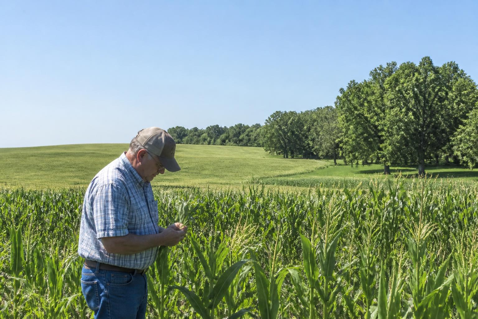 Protecting the Kansas Harvest: Balancing Financial Reality and Pest Management This Summer