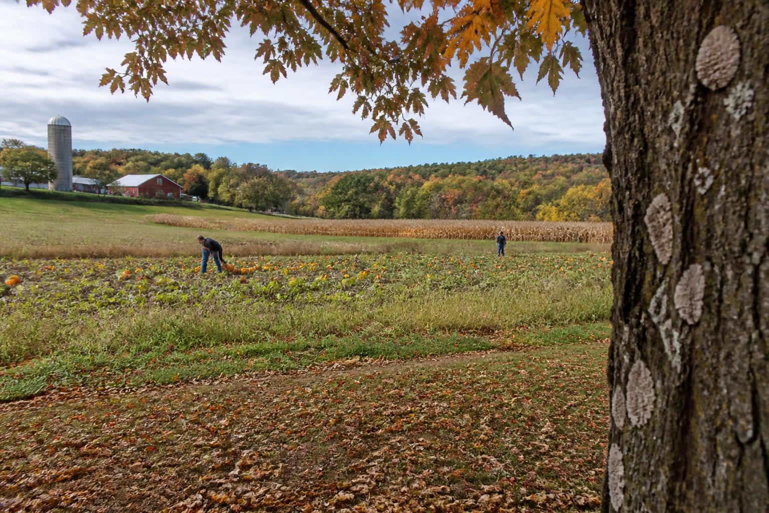 Pennsylvania Input Outlook: Navigating Fertilizer and Operational Realities this Fall - AgroPost