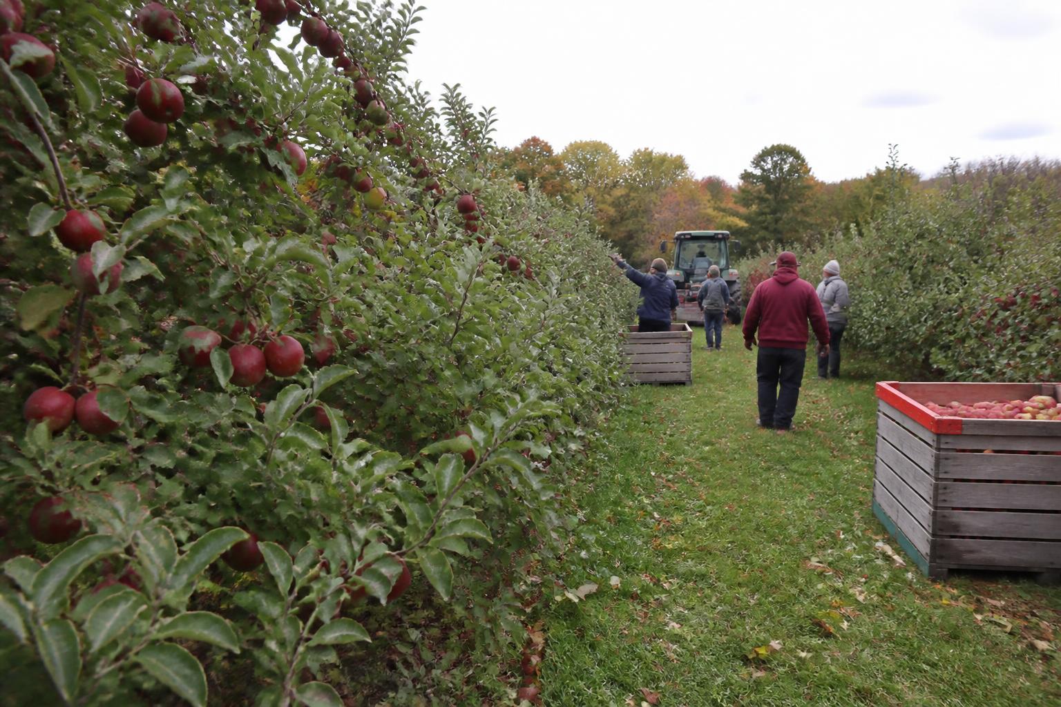 Massachusetts Growers Weigh Input Stability and Pest Management as Fall Season Progresses - AgroPost