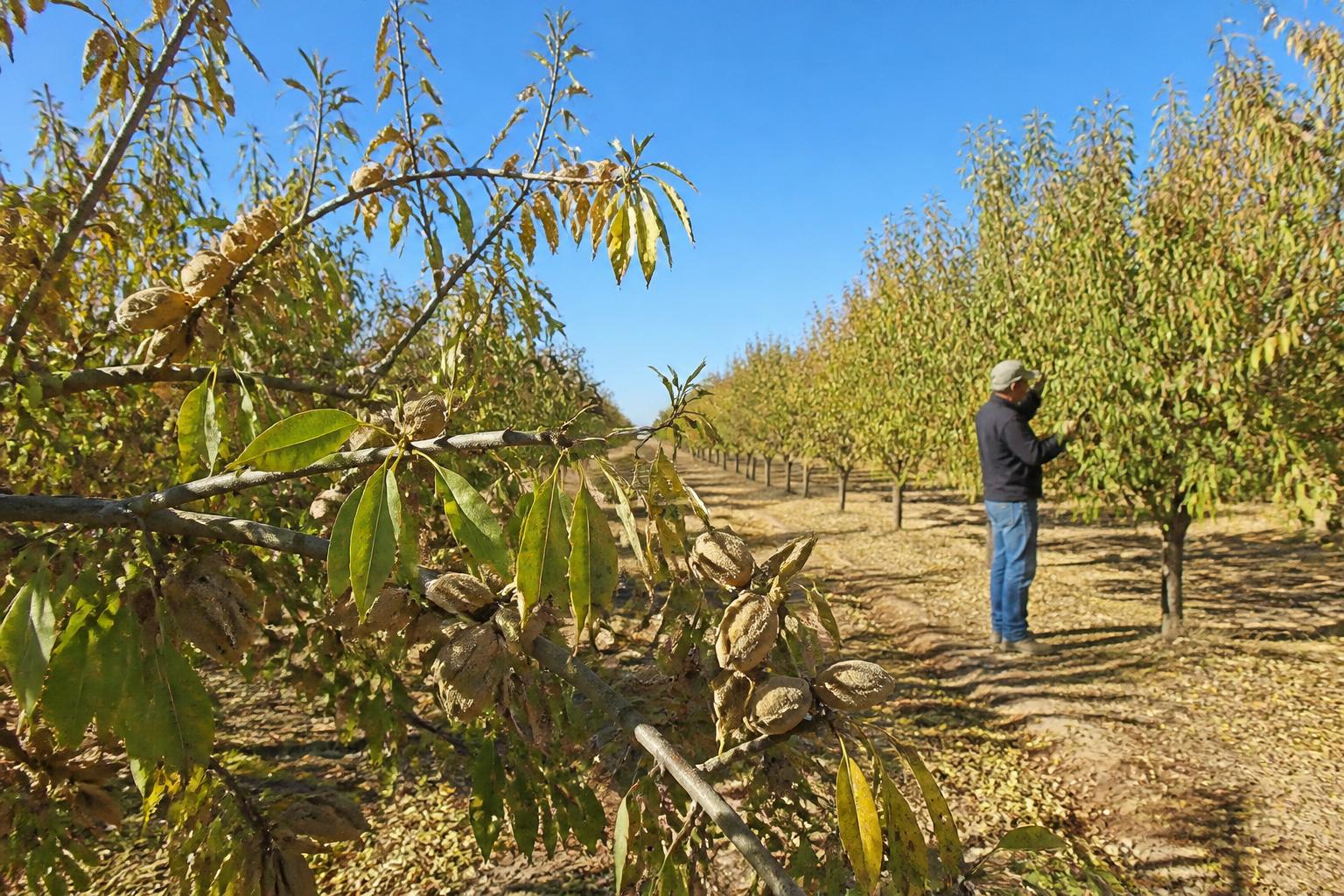 California Growers Navigate Evolving Operational Pressures This Fall