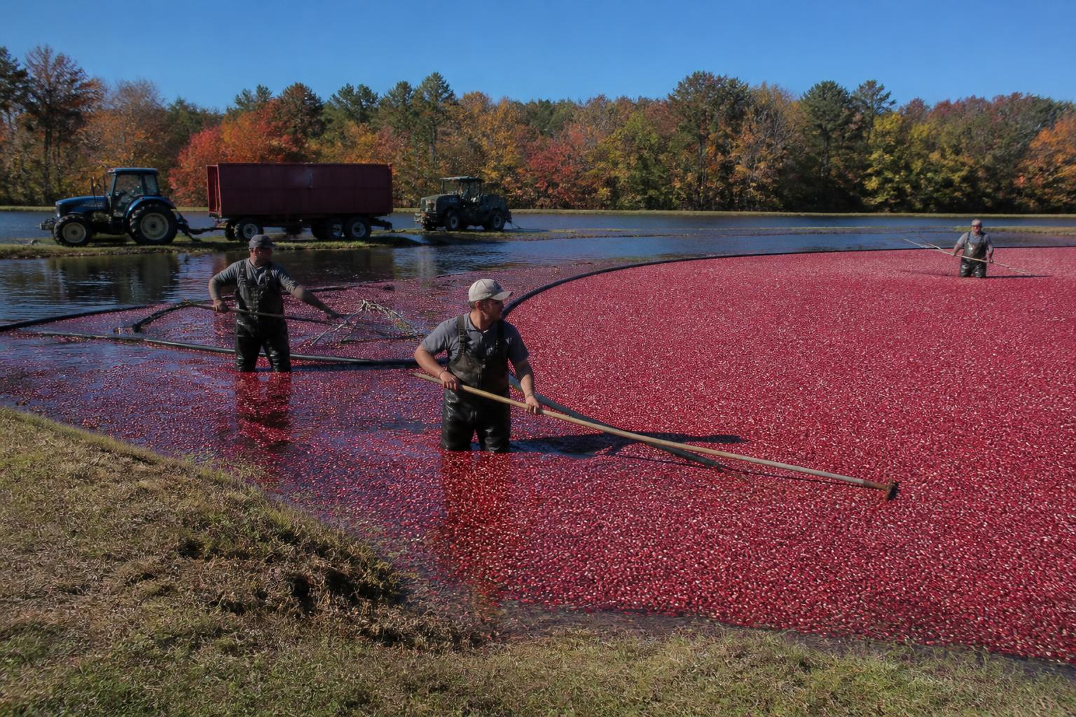 Massachusetts Cranberry Harvest Highlights Resilience Amidst Seasonal Moisture Challenges