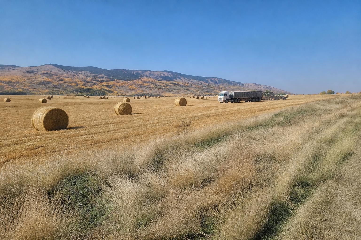Wyoming Livestock Logistics: Navigating Emergency Feed Transportation and Seasonal Pressures